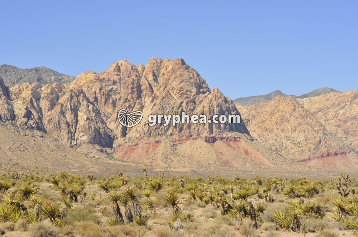 Milieu désertique Nevada - gryphea.com